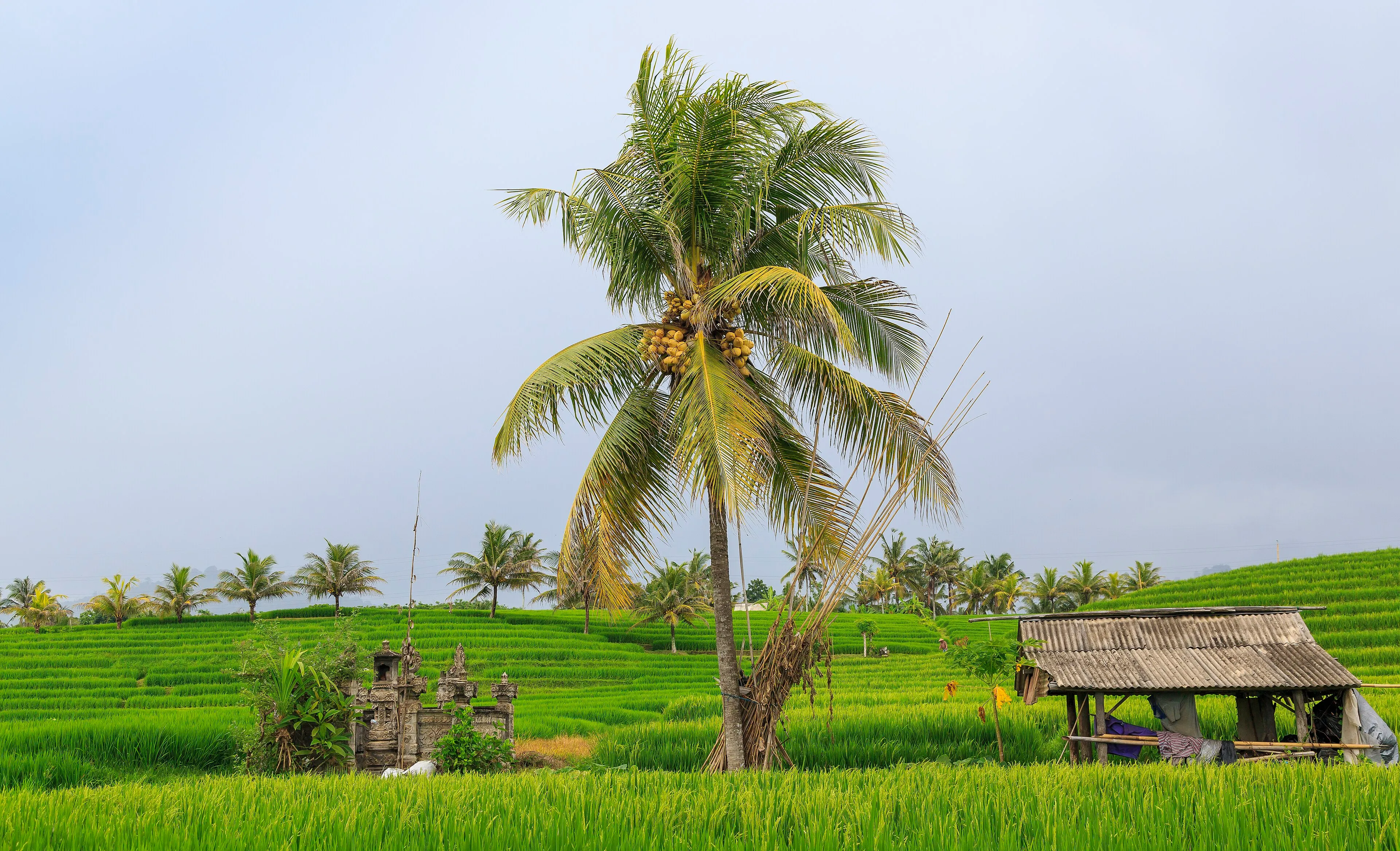 Layered green rice terraces in the Balinese countryside