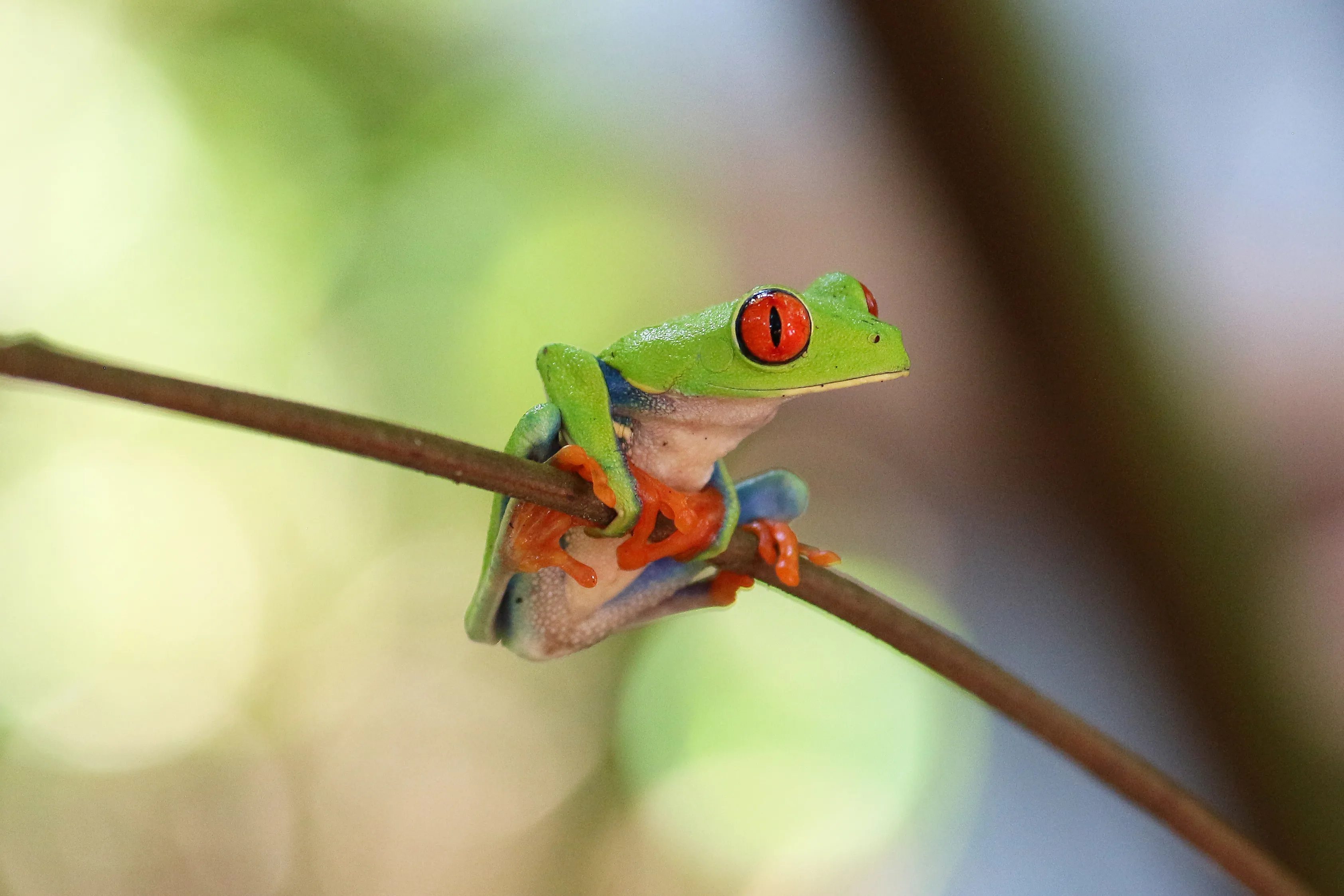 A red-eyed tree frog clinging to a thin branch in Costa Rica